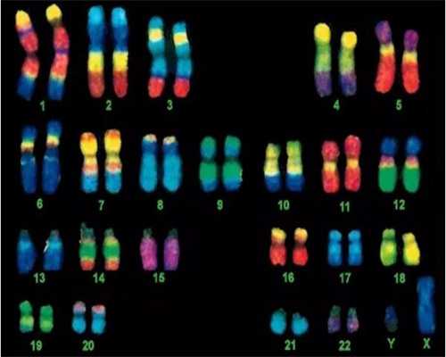 东莞东华医院有做供卵试管吗